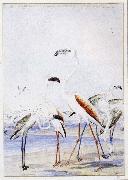unknow artist flamingos vid v alfiskbukten i sydvastafrika en av baines manga illustrationer till anderssons stora fagelbok oil painting picture wholesale